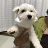 しゃんぷー1chi5