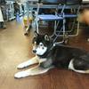 hachi1005