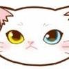 cat33noko