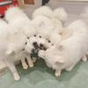 ももあこ
