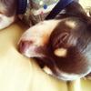 ななっくま
