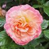 roseangela