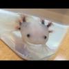 ぽちこさん。