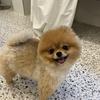 pomeraniaaan0120