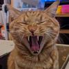 とらねこデザイン＊
