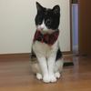 kamyuu0210