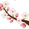 mayumitamimaru
