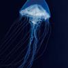 東大卒 帰国子女_ Jellyfish