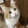 もこた＠動画