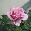 愛花  人生コンサルティング