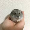 namisquirrel