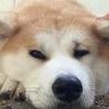 チーズカルビ