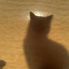 トラネコマンマ