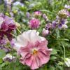 In My Garden