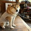 ひとつばな