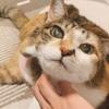 ちのまい