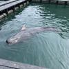 七海るる