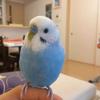 にゃめこ
