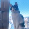 Tomoko英検勉強中