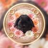黒ダイア