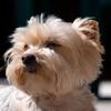 toshi_wmt