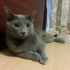 leon0908