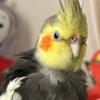 ででぽぽタロット