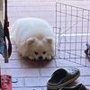ののねき