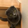 英語大好きはなさん