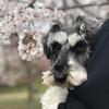 IT DOG
