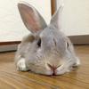 月野うさぎママ
