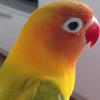 きなきな
