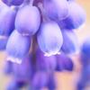 ★桜_さくら★