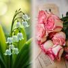 muguet_rose