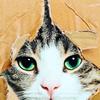 ねこかの