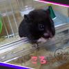shio_ringo