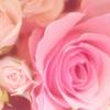 roseo11