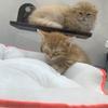 ペットのことなら何でも屋