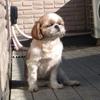 さとう かなで