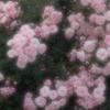 小此木りり