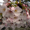 美山ママ