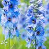 Delphinium18