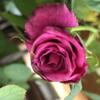 Roseマリー