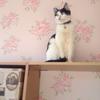 カウンセリングMisaky