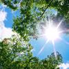 sunTree