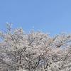 Camellia0221