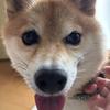 ハニーソイラテ