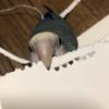 ぴよコ