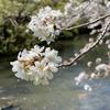 桜。さくら