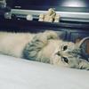 angelcat1118
